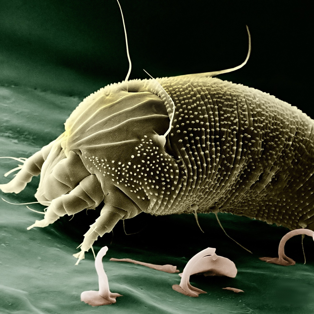 Untitled design (51)